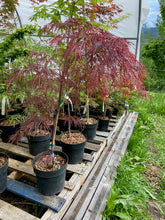 Load image into Gallery viewer, Acer palmatum dissectum &#39;Crimson Queen&#39;
