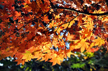 Load image into Gallery viewer, Acer palmatum &#39;Harvest Orange&#39;
