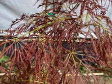 Load image into Gallery viewer, Acer palmatum dissectum &#39;Dad&#39;s Best&#39;
