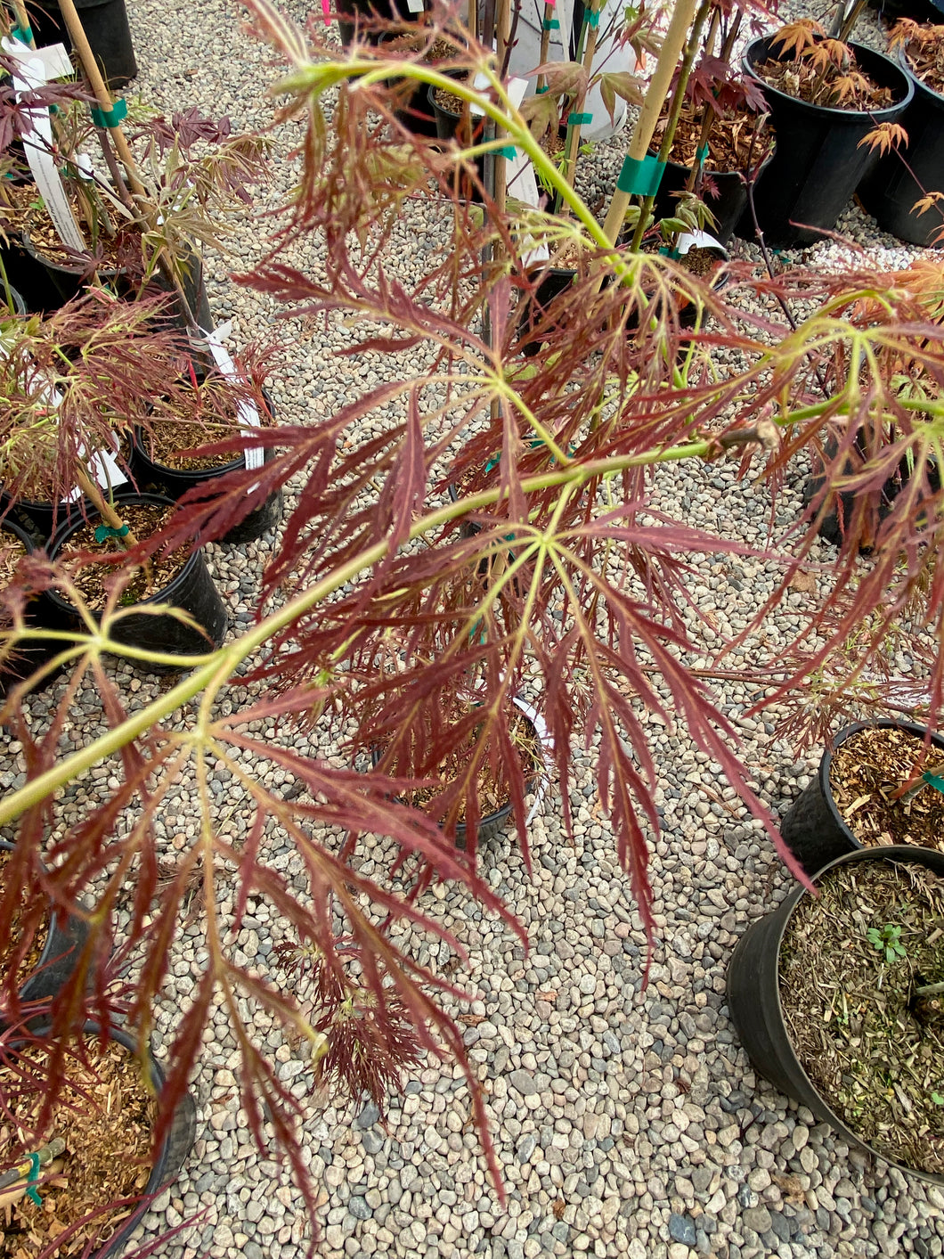 Acer palmatum dissectum 'Dad's Best'