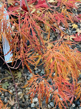 Load image into Gallery viewer, Acer palmatum dissectum &#39;Dad&#39;s Best&#39;
