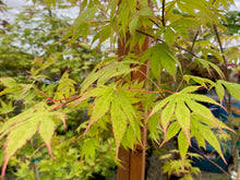 Load image into Gallery viewer, Acer palmatum &#39;Diva&#39;
