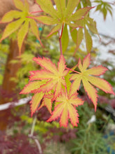 Load image into Gallery viewer, Acer palmatum &#39;Diva&#39;
