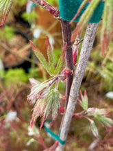 Load image into Gallery viewer, Acer palmatum &#39;Diva&#39;
