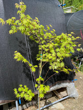 Load image into Gallery viewer, Acer palmatum &#39;Diva&#39;
