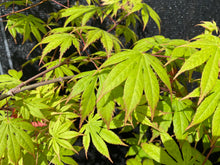 Load image into Gallery viewer, Acer palmatum &#39;Diva&#39;
