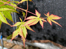 Load image into Gallery viewer, Acer palmatum &#39;Diva&#39;
