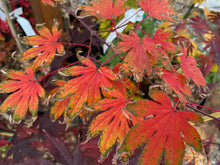 Load image into Gallery viewer, Acer palmatum &#39;Diva&#39;
