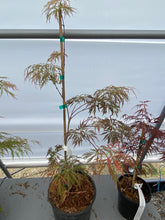 Load image into Gallery viewer, Acer palmatum dissectum &#39;Dr. Brown&#39;
