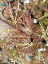 Load image into Gallery viewer, Acer palmatum dissectum &#39;Dr. Brown&#39;
