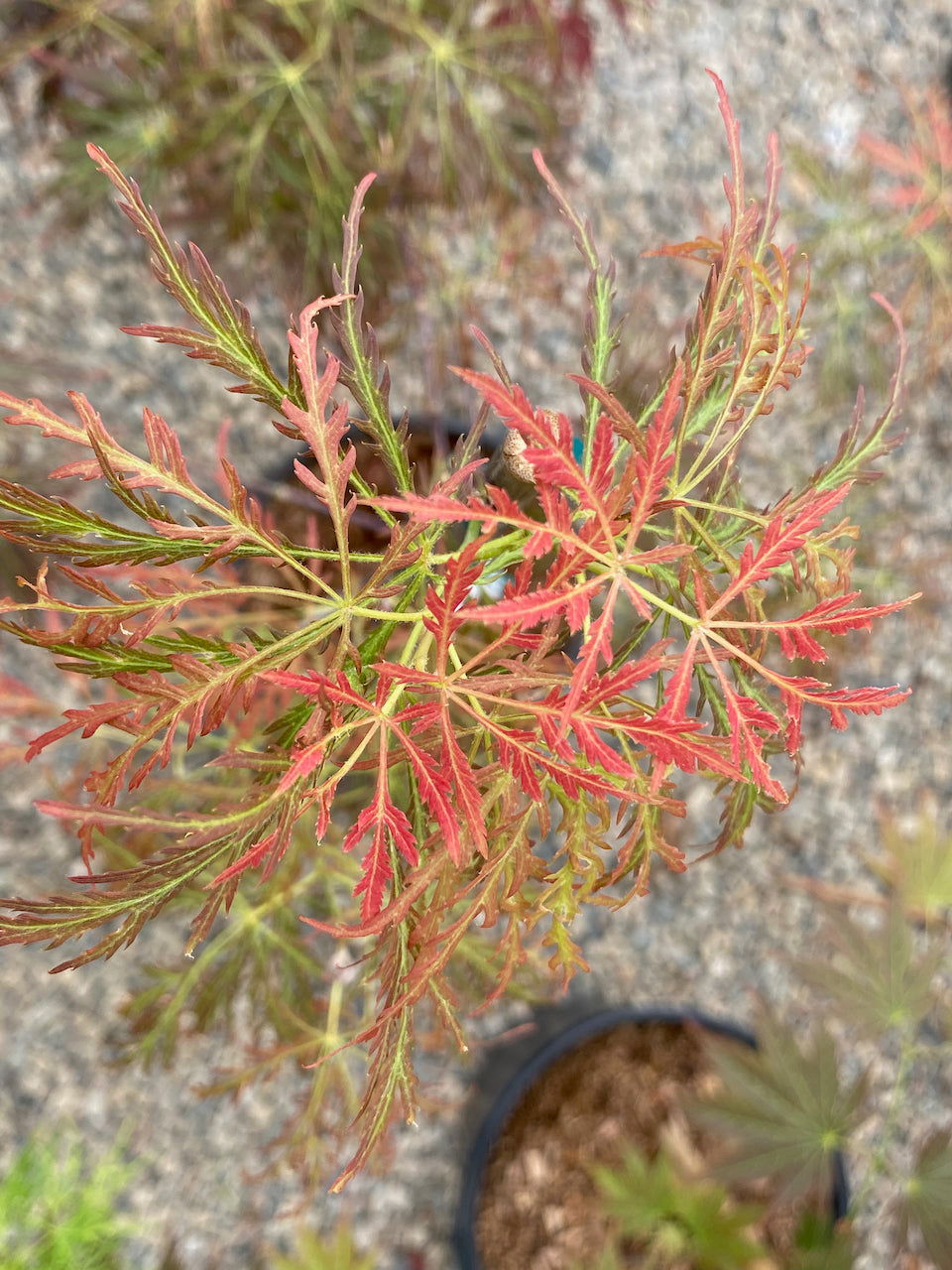 Acer palmatum dissectum 'Dr. Brown'