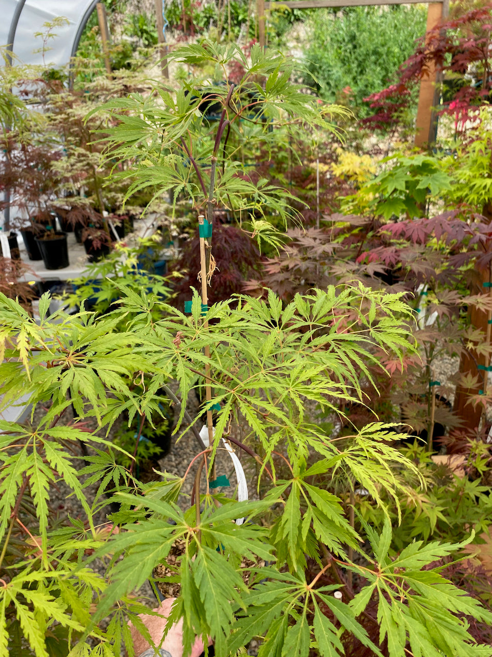 Acer palmatum dissectum 'Eagle's Claw'