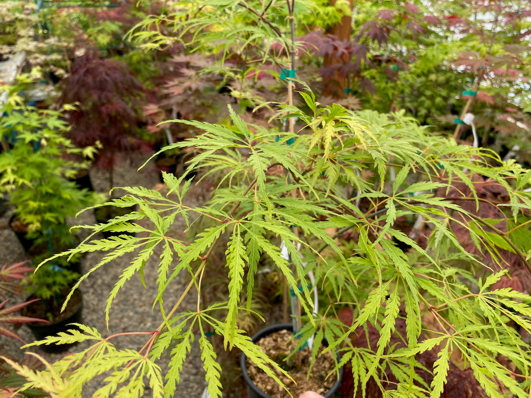Acer palmatum dissectum 'Eagle's Claw'