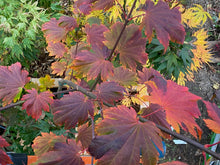 Load image into Gallery viewer, Acer japonicum &#39;Emmitt&#39;s Pumpkin&#39;
