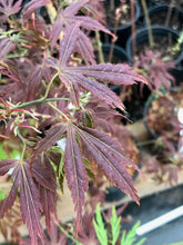 Load image into Gallery viewer, Acer palmatum &#39;Earthfire&#39;
