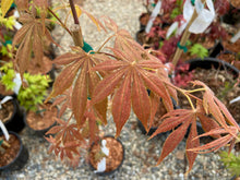 Load image into Gallery viewer, Acer palmatum &#39;Elmwood&#39;
