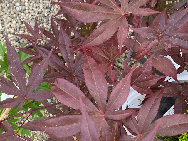 Acer palmatum 'Emperor 1'