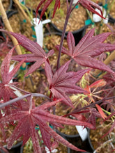 Load image into Gallery viewer, Acer palmatum &#39;Emperor 1&#39;
