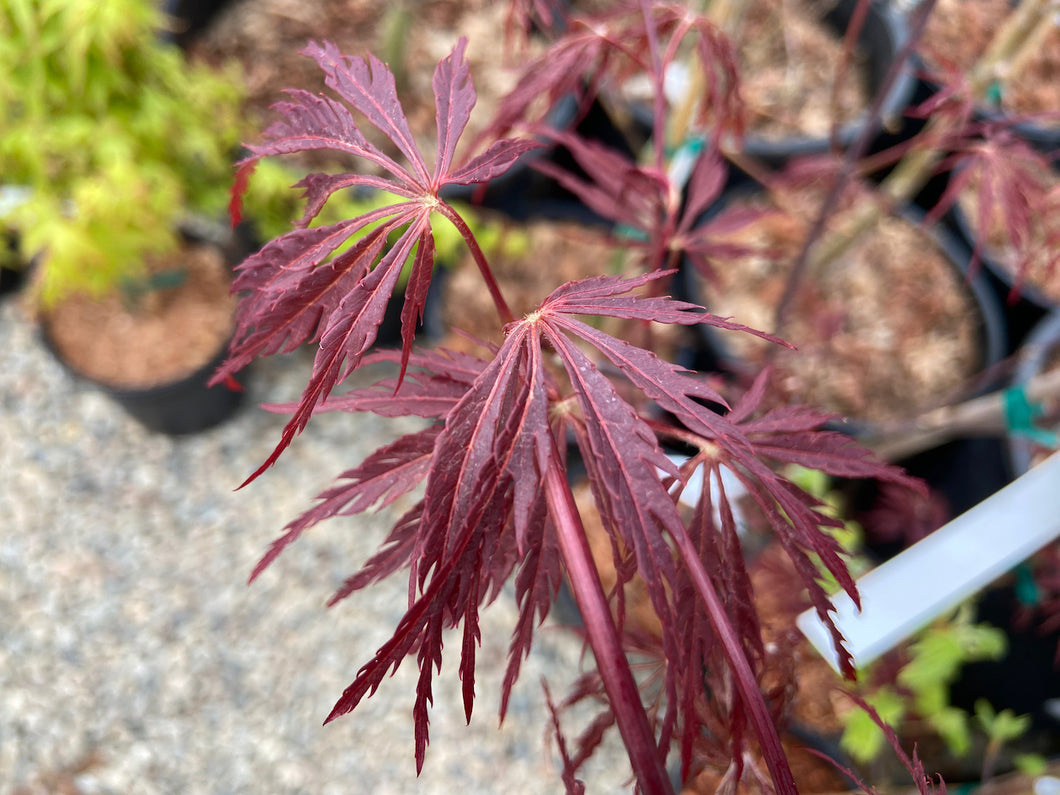 Acer palmatum dissectum 'English Lace'