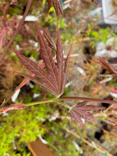 Load image into Gallery viewer, Acer palmatum &#39;Ever Autumn&#39;
