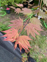 Load image into Gallery viewer, Acer palmatum &#39;Ever Autumn&#39;
