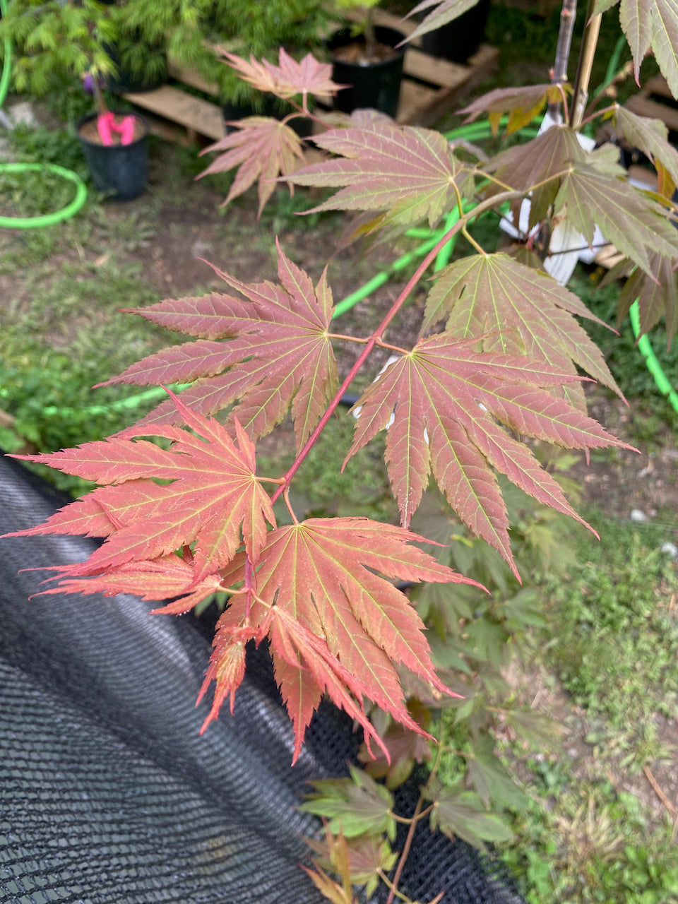 Acer palmatum 'Ever Autumn'