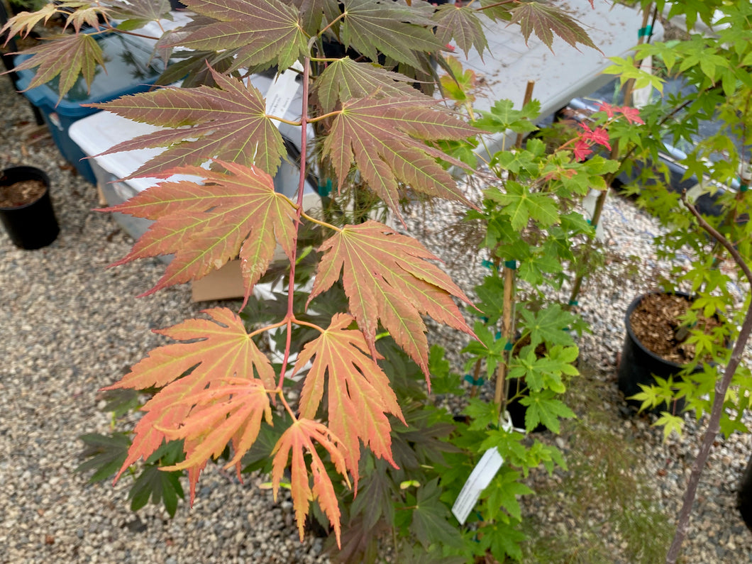 Acer palmatum 'Ever Autumn'