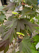 Load image into Gallery viewer, Acer palmatum &#39;Ever Autumn&#39;
