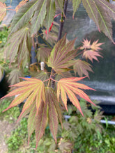 Load image into Gallery viewer, Acer palmatum &#39;Ever Autumn&#39;
