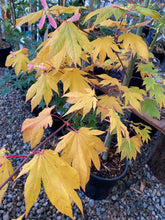 Load image into Gallery viewer, Acer palmatum &#39;Ever Autumn&#39;
