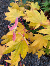 Load image into Gallery viewer, Acer palmatum &#39;Ever Autumn&#39;
