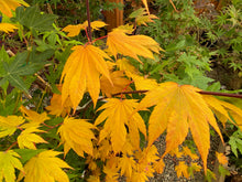 Load image into Gallery viewer, Acer palmatum &#39;Ever Autumn&#39;
