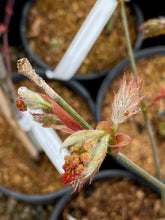 Load image into Gallery viewer, Acer palmatum &#39;Ever Autumn&#39;
