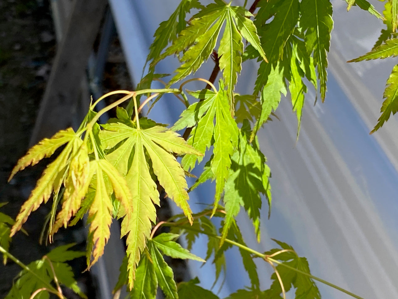 Acer palmatum 'Fall's Fire' – Simply Japanese Maples