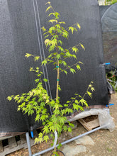 Load image into Gallery viewer, Acer palmatum &#39;Fall&#39;s Fire&#39;
