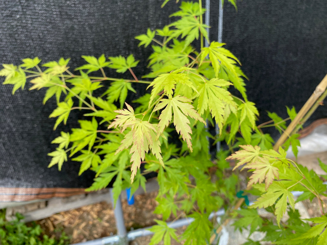 Acer palmatum 'Fall's Fire'