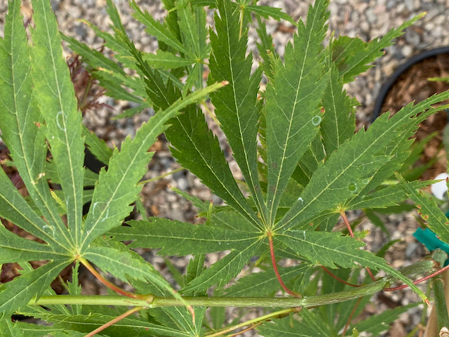 Acer palmatum 'Fascination'