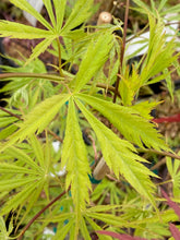 Load image into Gallery viewer, Acer palmatum &#39;Fascination&#39;
