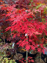 Load image into Gallery viewer, Acer palmatum &#39;Fascination&#39;
