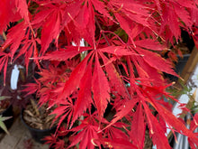 Load image into Gallery viewer, Acer palmatum &#39;Fascination&#39;
