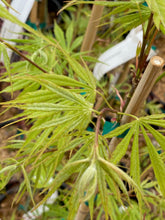 Load image into Gallery viewer, Acer palmatum &#39;Fascination&#39;
