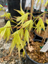 Load image into Gallery viewer, Acer palmatum &#39;First Ghost&#39;
