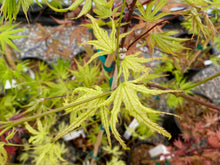 Load image into Gallery viewer, Acer palmatum &#39;First Ghost&#39;
