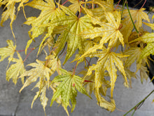 Load image into Gallery viewer, Acer palmatum &#39;First Ghost&#39;
