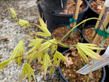 Load image into Gallery viewer, Acer palmatum &#39;First Ghost&#39;
