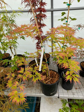 Load image into Gallery viewer, Acer palmatum dissectum &#39;Flavescens&#39;
