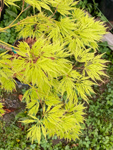 Load image into Gallery viewer, Acer palmatum dissectum &#39;Flavescens&#39;
