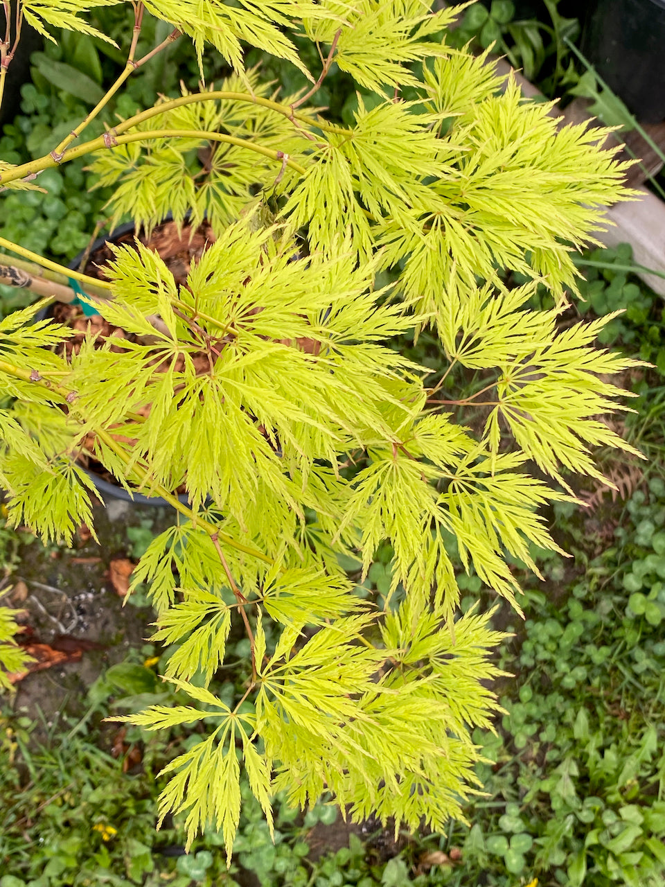 Acer palmatum dissectum 'Flavescens'