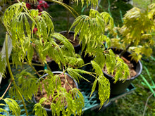 Load image into Gallery viewer, Acer palmatum dissectum &#39;Flavescens&#39;
