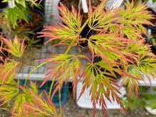 Load image into Gallery viewer, Acer palmatum dissectum &#39;Flavescens&#39;
